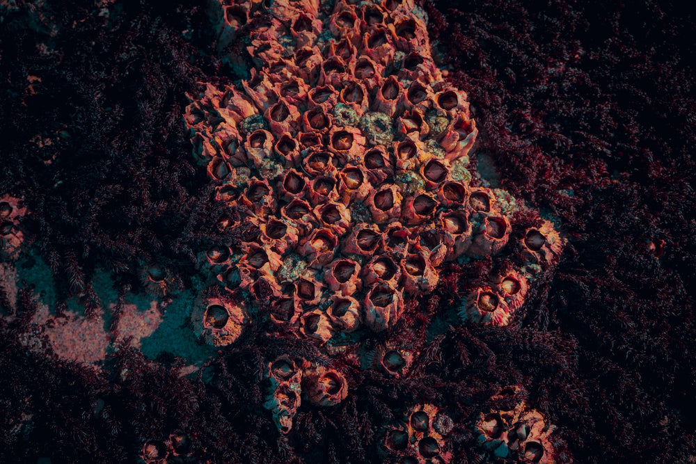 Mastering the Art of Barnacle Removal: