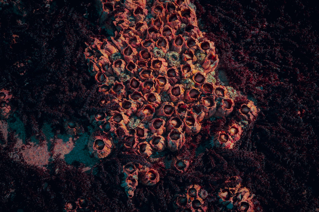 Specialty Marine-Barnacle Removal