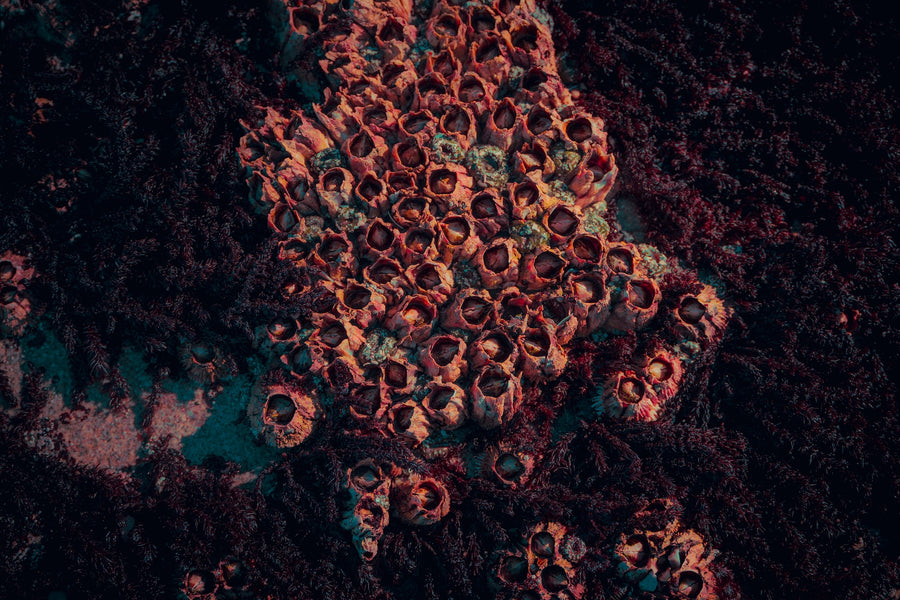 Mastering the Art of Barnacle Removal: