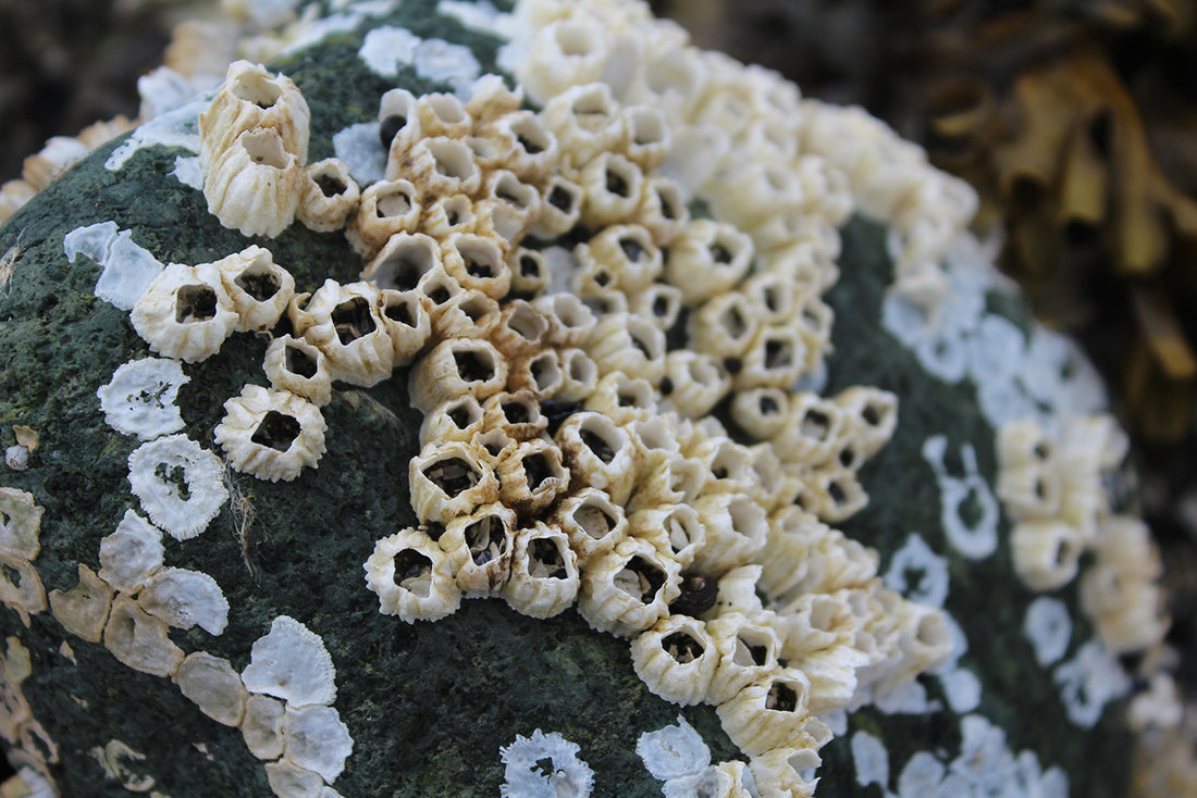 Specialty Marine-Removing Barnacles from Your Boston Whaler