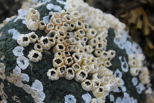 Specialty Marine-Removing Barnacles from Your Boston Whaler